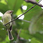 Orange-eyed Flatbill / Tolmomyias traylori