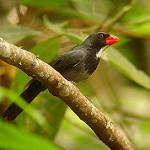Сизый сальтатор / Saltator grossus