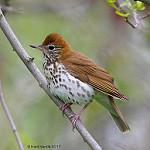 Wood Thrush / Hylocichla mustelina