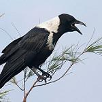 Ошейниковая ворона / Corvus torquatus