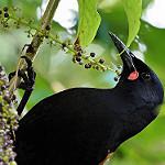 South Island Saddleback / Philesturnus carunculatus
