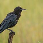 Сомалийский ворон / Corvus edithae