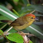 Rufous-capped Babbler / Cyanoderma ruficeps
