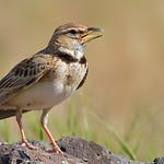 Двупятнистый жаворонок / Melanocorypha bimaculata