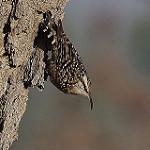 Indian Spotted Creeper / Salpornis spilonota