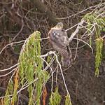 Красногрудый перепелятник / Accipiter rufiventris