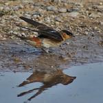 Cave Swallow / Petrochelidon fulva
