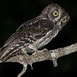 Мадагаскарская совка / Otus madagascariensis