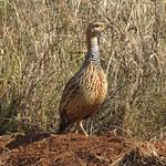 Краснокрылый франколин / Scleroptila levaillantii