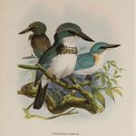 Society Kingfisher / Todiramphus veneratus
