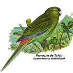 Таитянский какарики / Cyanoramphus zealandicus
