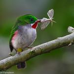 Тодиевые / Todidae фото