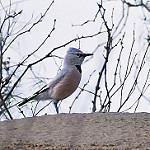 Turkestan Ground Jay / Podoces panderi