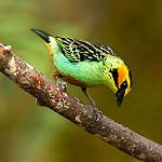 Golden-eared Tanager / Tangara chrysotis