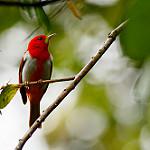 Scarlet-and-white Tanager / Chrysothlypis salmoni