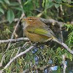 Коричневатая пеночка / Phylloscopus umbrovirens