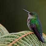 Many-spotted Hummingbird / Taphrospilus hypostictus