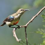 Black-bellied Sunbird / Cinnyris nectarinioides