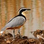 Крокодиловы сторожа / Pluvianidae фото