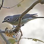 Свинцовый виреон / Vireo plumbeus