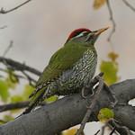 Чешуйчатый дятел / Picus squamatus