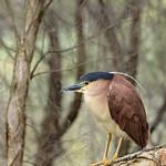 Рыжая кваква / Nycticorax caledonicus