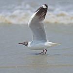 Brown-headed Gull / Chroicocephalus brunnicephalus