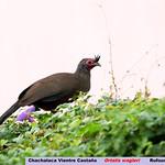 Рыжебрюхая чачалака / Ortalis wagleri
