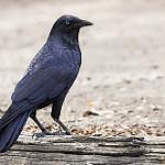 Южноавстралийский ворон / Corvus mellori