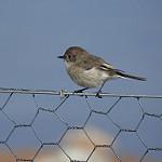 Серамский свистун / Pachycephala phaionota