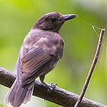 Morningbird / Pachycephala tenebrosa