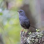 Чападский тапакуло / Scytalopus diamantinensis