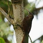 Буроклювый дугоклюв / Campylorhamphus pusillus