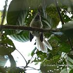 Dimorphic Fantail / Rhipidura brachyrhyncha