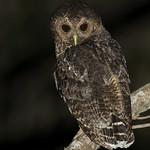 Крапчатая неясыть / Strix virgata
