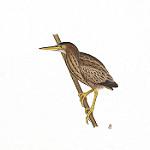 New Zealand Bittern / Botaurus novaezelandiae