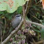 Grey-browed Wren / Pheugopedius schulenbergi