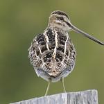 Американский бекас / Gallinago delicata