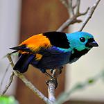 Seven-colored Tanager / Tangara fastuosa