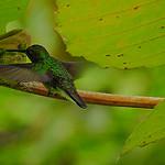 Purple-chested Hummingbird / Polyerata rosenbergi