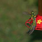 Peruvian Racket-tail / Ocreatus peruanus