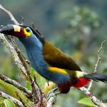 Plate-billed Mountain Toucan / Andigena laminirostris