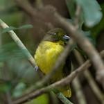 Green-tailed Bristlebill / Bleda eximius