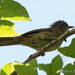 Угандийский бюльбюль / Phyllastrephus hypochloris
