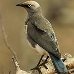 Fischer's Starling / Lamprotornis fischeri