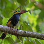 Тукановые / Ramphastidae фото