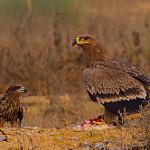 Степной орёл / Aquila nipalensis