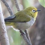 Эфиопская белоглазка / Zosterops abyssinicus