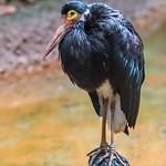 Storm's Stork / Ciconia stormi