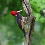 Королевский дятел / Campephilus guatemalensis